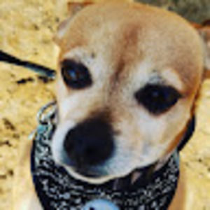 Meet your Posher, Rosa